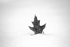 Wind Blown Leaf