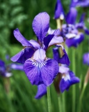 Brookwood Point Flowers