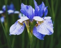 Brookwood Point Flowers