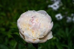 Brookwood Point Flowers