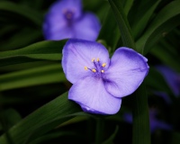 Brookwood Point Flowers