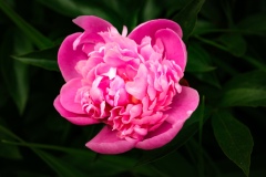 Brookwood Point Flowers