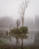 Rogers Conservation in the Fog