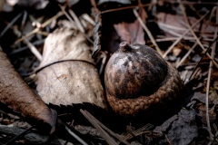 Beaver Valley Campground Trail