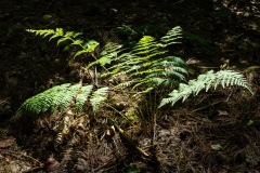 Ferns - Beaver Valley Hiking Trail