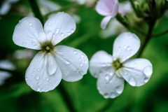 Wildflowers in the Rain